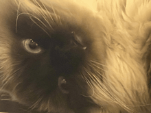 a close up of a fluffy cat 's face with a yellow background