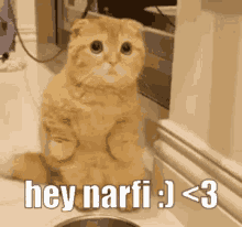 Hey Narfi GIF - Hey Narfi GIFs
