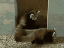 Play With Me Friendship GIF - Play With Me Friendship Red Panda GIFs