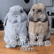 two rabbits are sitting on a wooden table .