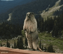 a ground squirrel is standing on its hind legs with its mouth open