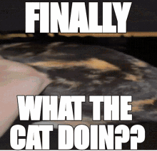 Cat What The Cat Doin GIF - Cat What The Cat Doin What The Cat Doing GIFs