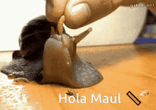 Worm Snail GIF - Worm Snail Eating GIFs