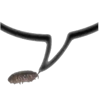 a drawing of a worm being pulled out of a black object