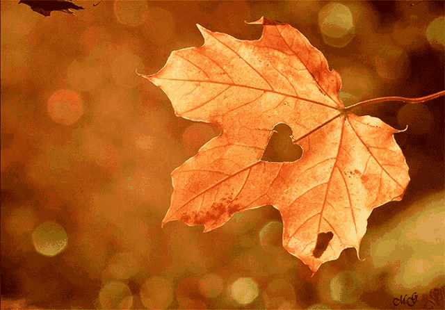 thamthyphuong Foglia-autunnale-con-cuore-autunno