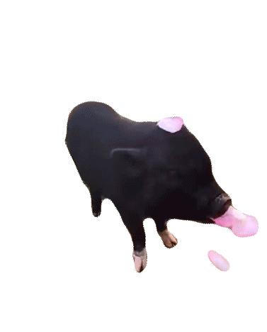 Blow Rose Petals Pig Sticker - Blow Rose Petals Pig Black Pig Stickers