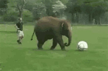 Elephant Ball GIF