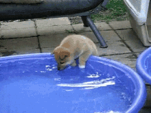 Splash GIF - Splash Swim Puppy GIFs