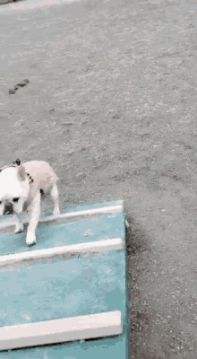 a french bulldog and a dachshund are playing with each other .