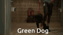 Voggreen Green GIF - Voggreen Green Greendog GIFs