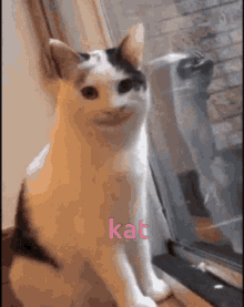 Ka Cat GIF - Ka Cat GIFs