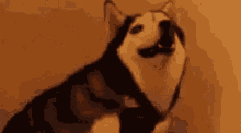 Husky Dog GIF - Husky Dog Achoo GIFs