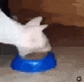 Cat Eating Cats GIF