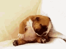 Puppy Tired GIF