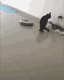 Cat Roomba GIF - Cat Roomba Cute GIFs
