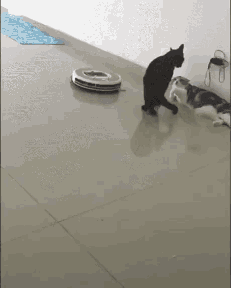 dødbringende Samme Gør det godt Cat Roomba GIF - Cat Roomba Cute - Discover & Share GIFs