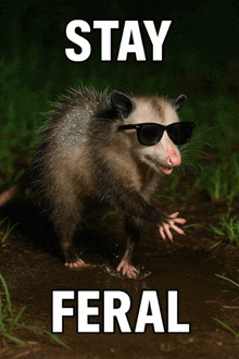 an opossum wearing sunglasses and the words stay feral on the bottom