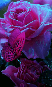 Butterfly Rose GIFs | Tenor