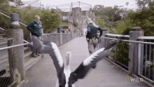 Running National Geographic GIF - Running National Geographic Secrets Of The Zoo Down GIFs