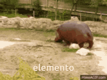 Elemento Poop GIF - Elemento Poop Hippopotamus GIFs