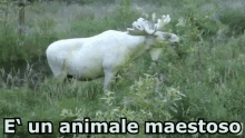 Alce Maestoso Babbo Natale Animale GIF - Deer Majestic Santa Claus GIFs