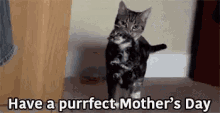 Cats Have A Purrfect Mothers Day GIF - Cats Have A Purrfect Mothers Day Kitten GIFs