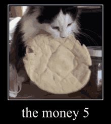 The Bread Cat GIF