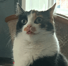 Blep Cat GIF - Blep Cat GIFs