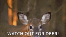Deer GIF - Deer GIFs
