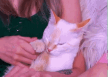 Novaruu Lumi GIF - Novaruu Lumi Cat GIFs