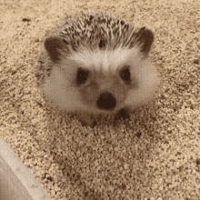 Hedgehog Chill GIF