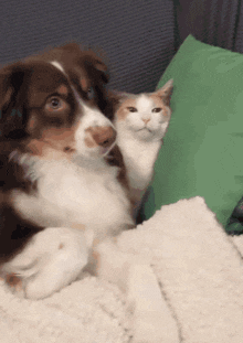 a dog and a cat are sitting next to each other on a bed .