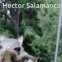 Breaking Bad Hector Salamanca GIF - Breaking Bad Hector Salamanca Bird GIFs
