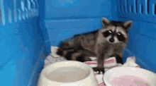 Raccoon Fury GIF - Raccoon Fury Eat GIFs