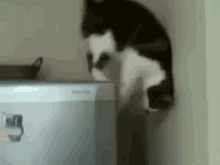 Genius Cat GIF - Cat Ninja Wall Walk GIFs