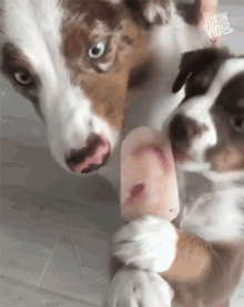 Lick Sharing GIF - Lick Sharing Dog GIFs