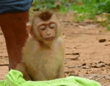 Baby Monkey Cute GIF - Baby Monkey Cute Chillin Monke GIFs