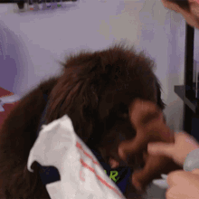 Playing With A Toy Bear GIF - Playing With A Toy Bear Doctor Mike GIFs