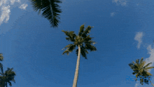 looking up at a palm tree with a blue sky behind it and the word rephr on the bottom