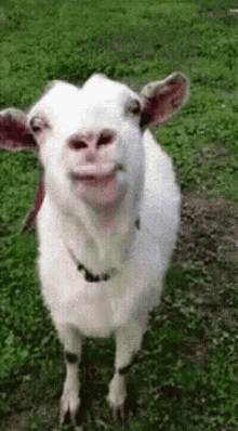 Tongue Out Goat GIF - Tongue Out Goat GIFs