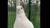 Dove Bird GIF - Dove Bird Dove Bird GIFs