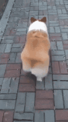 GIF