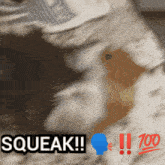 Guinea Pig Squeak GIF