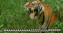a close up of a tiger sticking its tongue out in the grass .