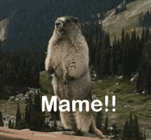 Yell Gopher GIF - Yell Gopher Mame GIFs
