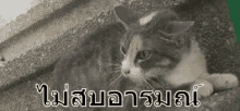 แมวดุ โกรธ โมโห อารมณ์เสีย GIF - Angry Cat Furious Cat Upset GIFs