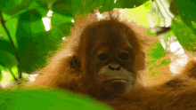 Orangutan Climb GIF - Orangutan Climb Tree GIFs