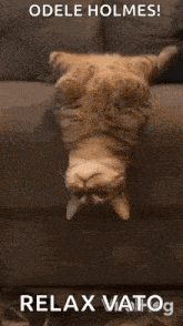 a cat is laying upside down on a couch with the words `` odele holmes ! relax vatog '' .