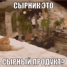 a cat laying on a bed with a caption in russian that says сырный продукт