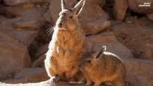 Viscacha Friend GIF - Viscacha Friend Cuddle GIFs
